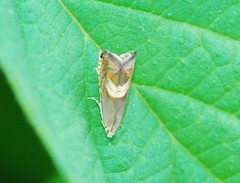 Grapholita delineana