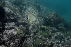 Johnrandallia nigrirostris