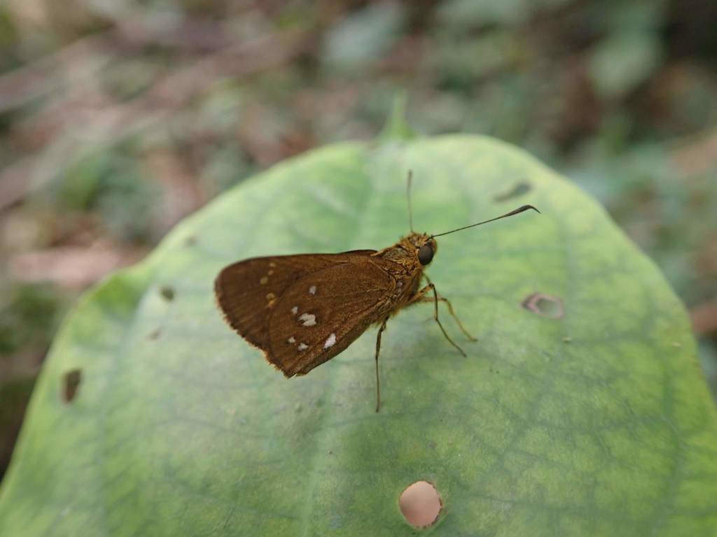 Pheraeus fastus