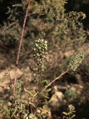 Lysimachia pentapetala