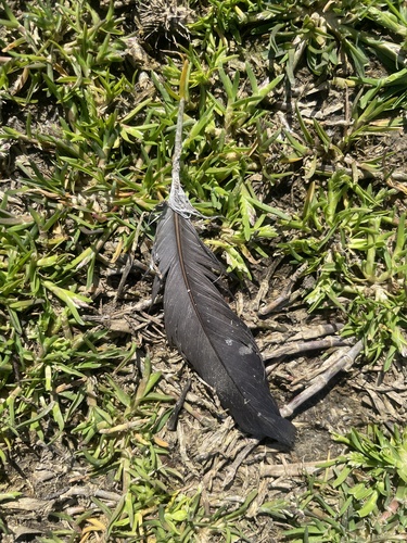 Plume de Cormoran pygmée