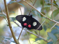 Parides anchises