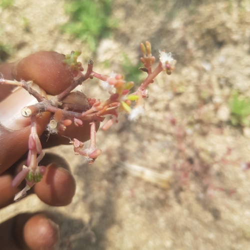 Portulaca foliosa image