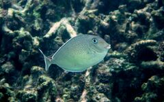 Humpnose Unicornfish photo 2