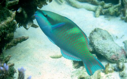 Five-saddle Parrotfish