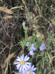 Aster hispidus