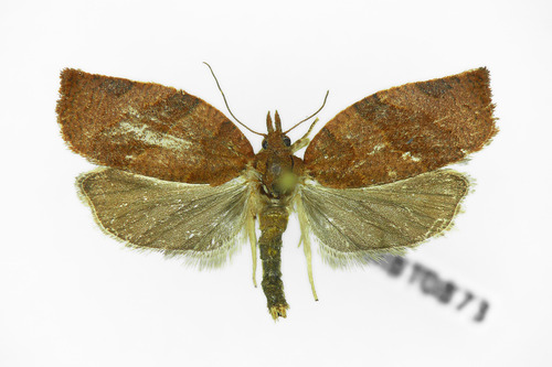 Dark Fruit-tree Tortrix