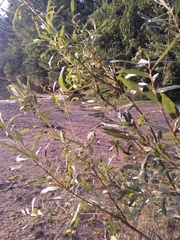 Salix pellita
