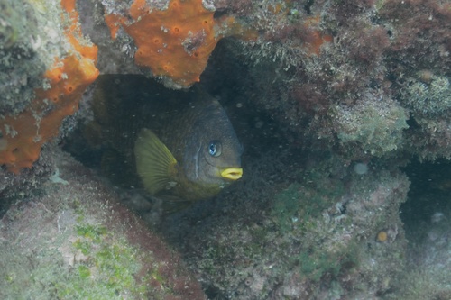 Stegastes arcifrons