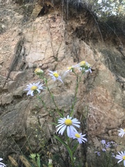 Aster hispidus