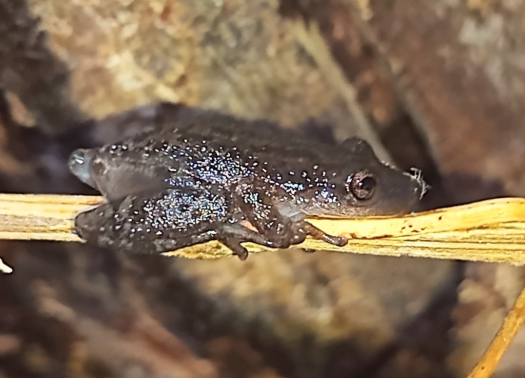 Stauffer's Tree Frog from Dulce Nombre de Culmí, Olancho, Honduras on September 23, 2022 at 05