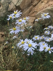 Aster hispidus