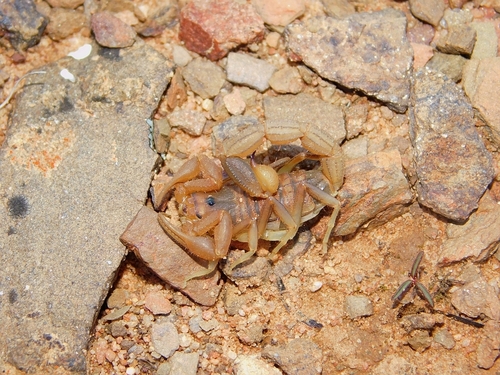 Common Lesser-Thicktail Scorpion