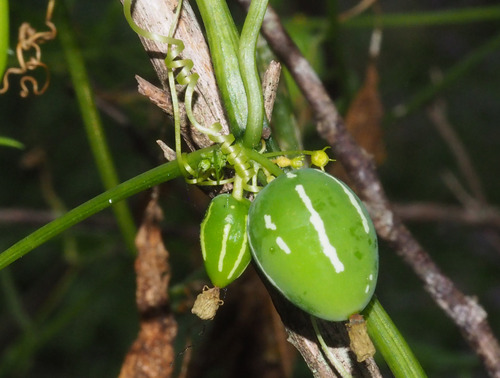 Native Bryony