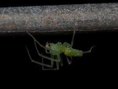 Paradictyna rufoflava