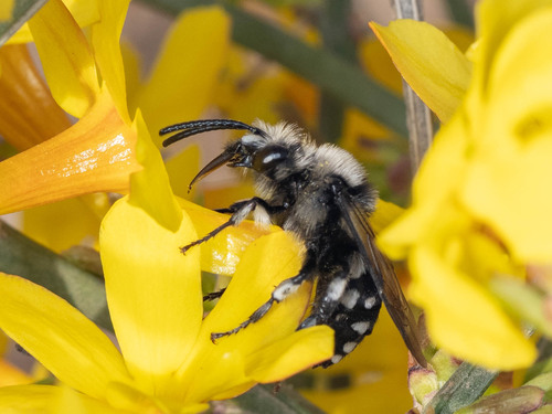 Representative image of Melecta duodecimmaculata