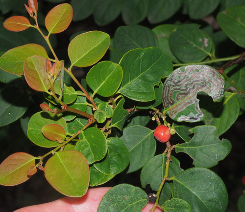 Breynia oblongifolia observed 2023-03-07