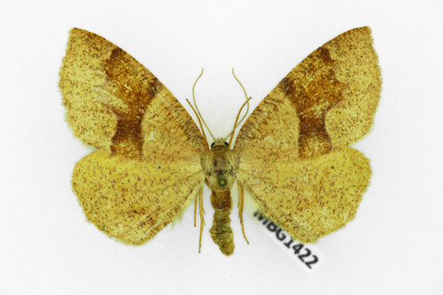 Barred Umber