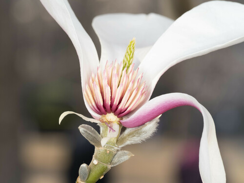 Magnolia biondii