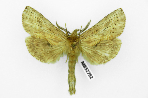 Pale Prominent