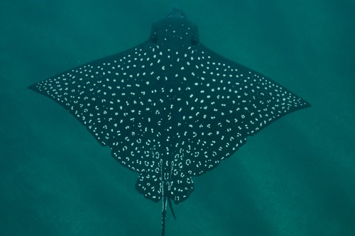 Aetobatus ocellatus