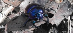 Phelotrupes auratus
