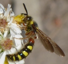 Colpa octomaculata