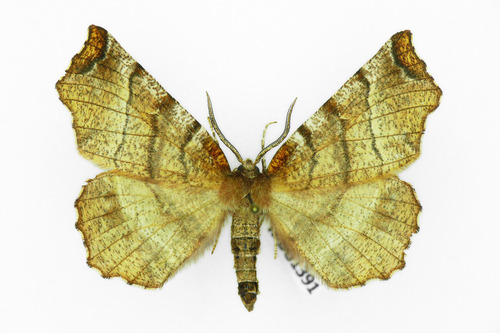 Early Thorn