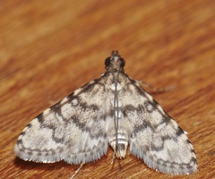 Voliba