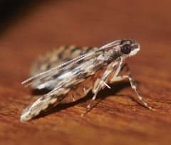 Voliba