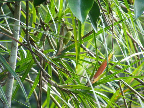 Genus Freycinetia · iNaturalist Genus Freycinetia · iNaturalist