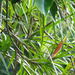 Freycinetia excelsa - Photo (c) coenobita, algunos derechos reservados (CC BY), subido por coenobita