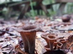 Craterellus fallax image