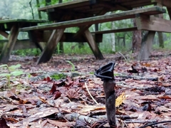 Craterellus fallax image