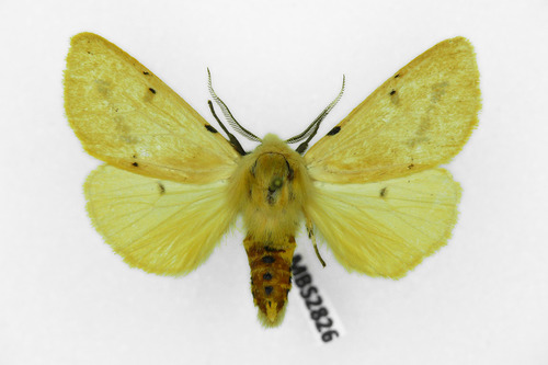 Buff Ermine