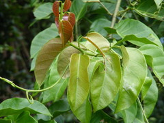 Omphalea queenslandiae