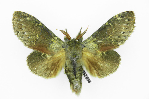 Lobster moth