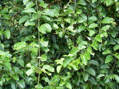 Omphalea queenslandiae