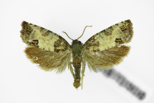 Eye-spotted Bud Moth, photo 5 of 10