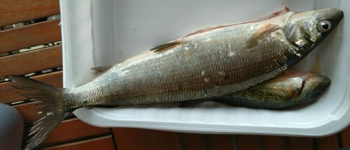 Common whitefish (Coregonus lavaretus) — Salmonidae — 3