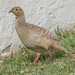 Francolín Gris - Photo (c) C.V. Vick, algunos derechos reservados (CC BY-NC)