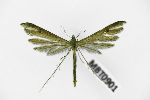 Two-spotted Plume Moth