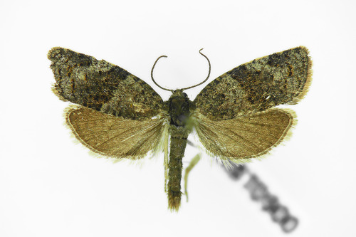 Plačiajuostis syndemis nuotrauka