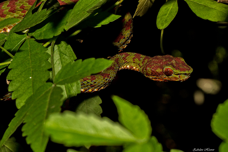 Philippine Pit Viper - Encyclopedia of Life