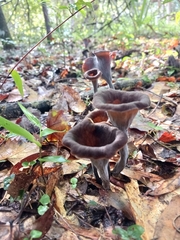Craterellus fallax image