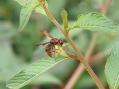 Rhynchium