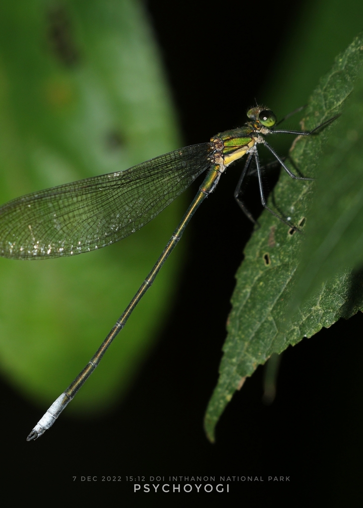 Vestalaria