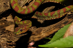 Trimeresurus flavomaculatus