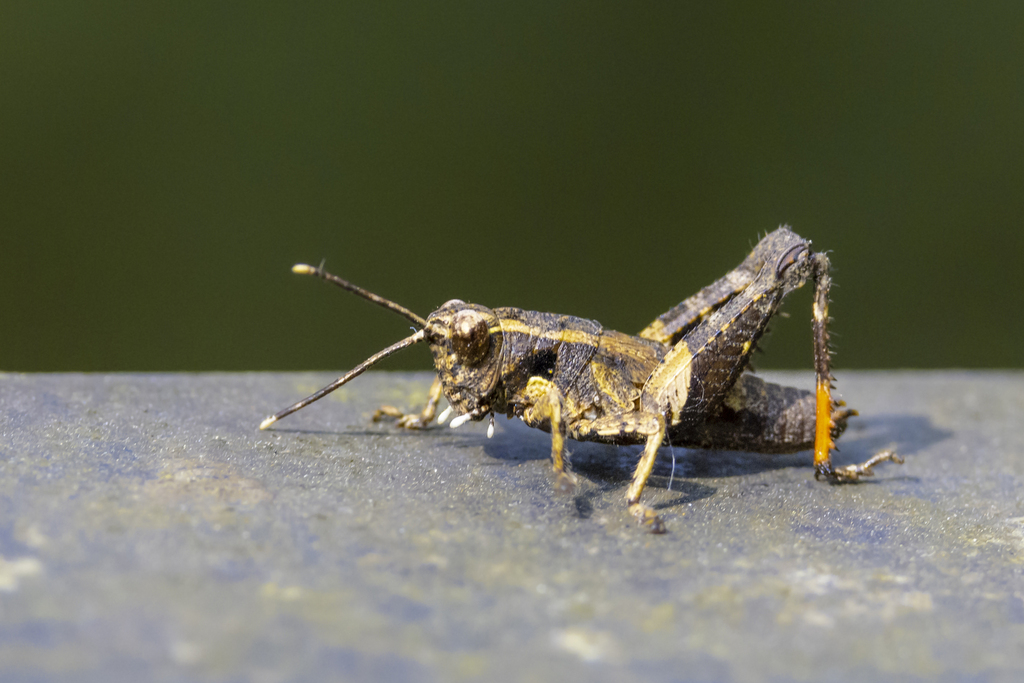 Traulia orchotibialis