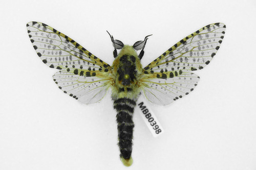 Wood Leopard Moth, photo 7 of 9